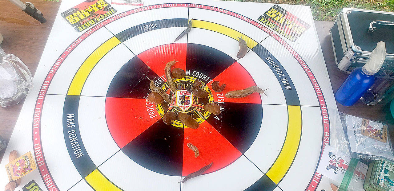 Competitors jockey for position in the Extreme Slug Racing in Joyce this weekend. The event raised a record $801 in donations to Clallam County Fire District 4. The event is sponsored by Family Kitchen of Joyce, Wilder Auto, Fogtown Coffee and Bedford Sodas. No slugs were harmed and they were released back to the wild after the races. (Photo by Sam Nugent)