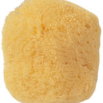 Cosmetic Sea Sponge