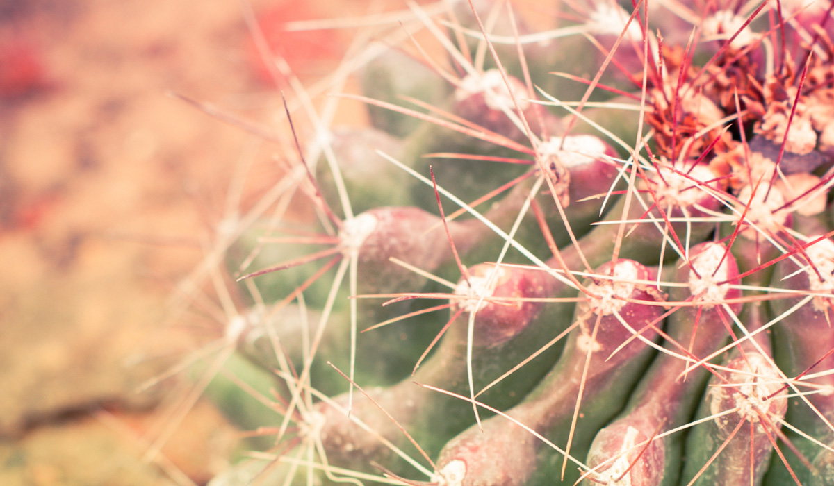 Is cactus water the new coconut water?