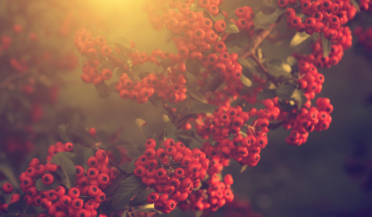 How to get more out of rosehip