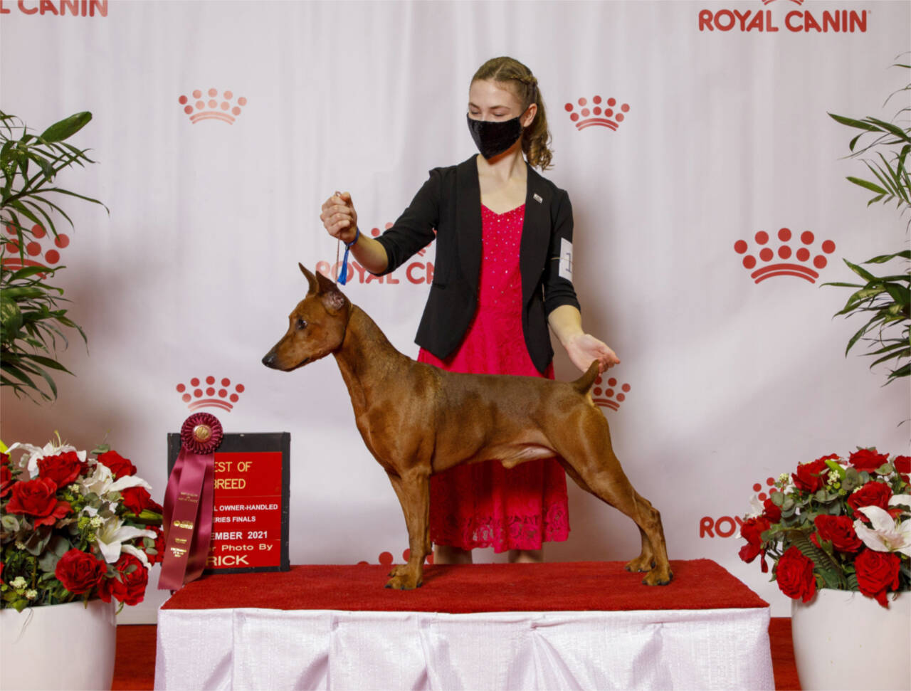 Hurricane Ridge Kennel Club member Faerin Tait, 14, of Port Angeles and her German pinscher, Rookie, competed in the national owner-handled series and the junior handling finals last month in Orlando, Fla. (Courtesy photo)