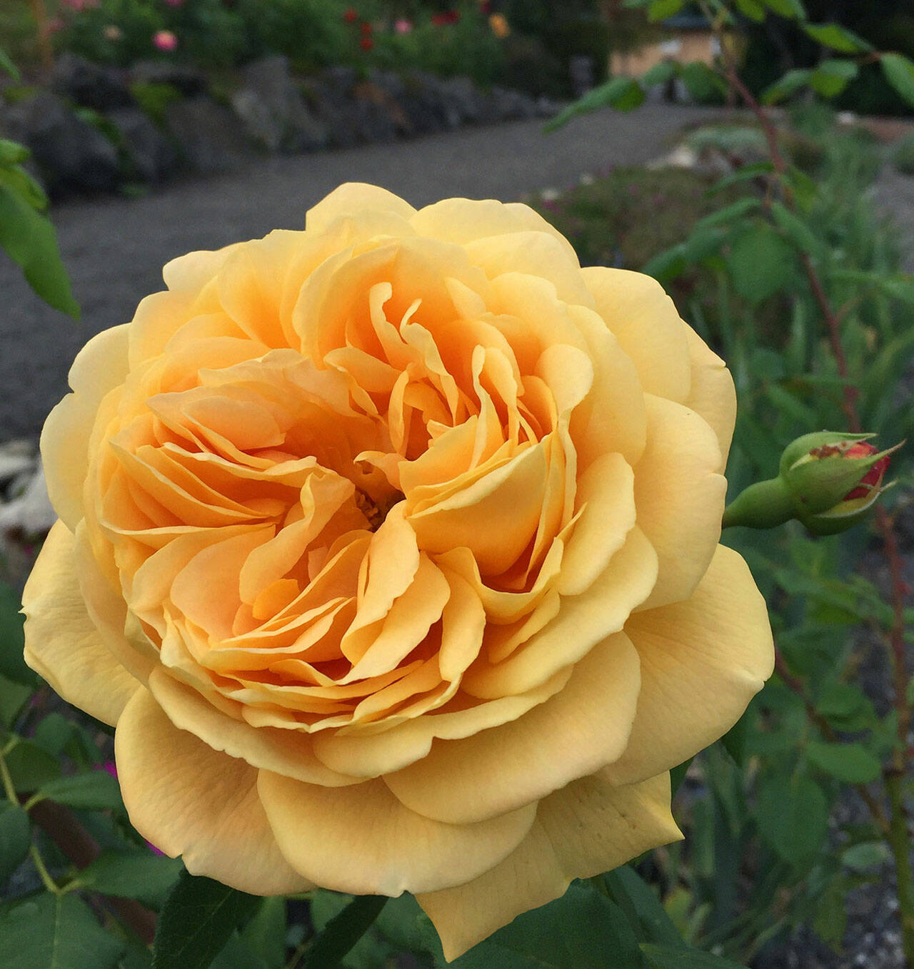 A Fall Golden Celebration Rose blooms at the Sequim Botanical Garden. Photo by Renne Emiko Brock