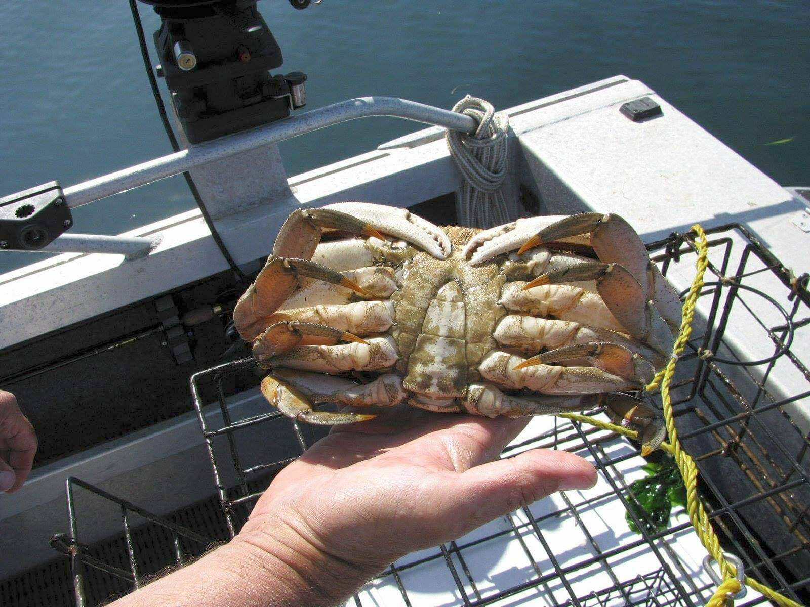 Puget Sound Anglers A Dungeness crab discussion will be presented by members of the North Olympic Peninsula chapter of Puget Sound Anglers at Wednesday’s club meeting at the Sequim Elks Lodge.