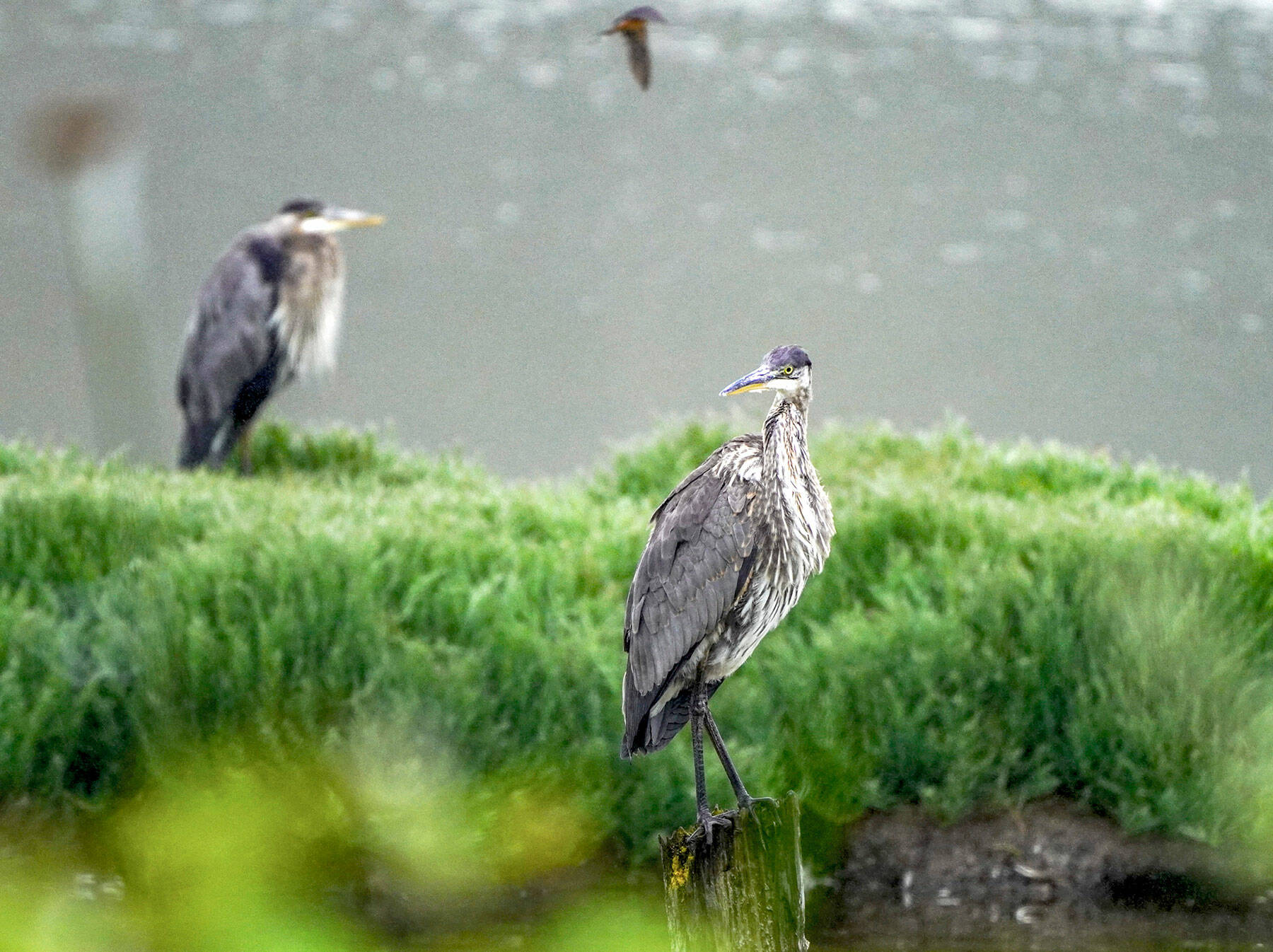A great blue heron keeps a keen eye out for prey while standing on a stump at Chinese Gardens in the North Beach neighborhood of Port Townsend. Herons are only one of the many water fowl that can be seen at the lagoon year round. (Steve Mullensky/for Peninsula Daily News)