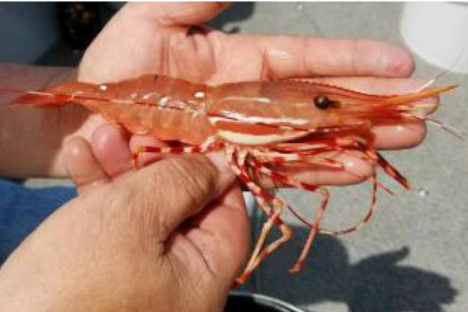 More days of recreational shrimping are being added for the eastern Strait of Juan de Fuca.
(Eric Winther/Washington Department of Fish and Wildlife)