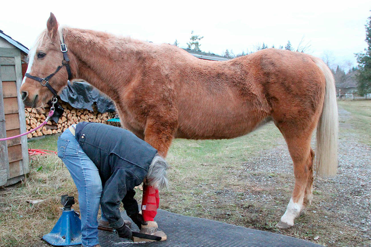 Photo by Karen Griffiths

Cutline: It’s common for horses in advanced stages of osteoarthritis to refuse to allow a hoof to be lifted off the ground due to high pain it causes. After watching a farrier on YouTube use  a 2 x 6” board  to stand the hoof on it with a side overhanging the edge, which allowed enough room to slide a file under to rasp off excess hoof. Lacey would only stand on the board a few seconds at a time, finding it more  comfortable to have her leg lifted up and stretched forward to rest on the hoof stand so the undercarriage could be worked on.