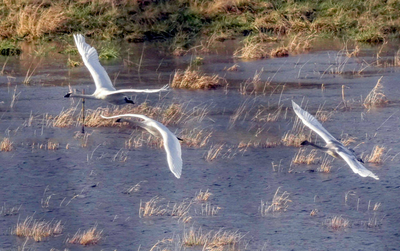 Trumpeter swans fly over wetlands along Center Road in Chimacum. The trumpeter swan is the heaviest American bird and also the largest, with a wingspan up to 8 feet. (Steve Mullensky/for Peninsula Daily News)