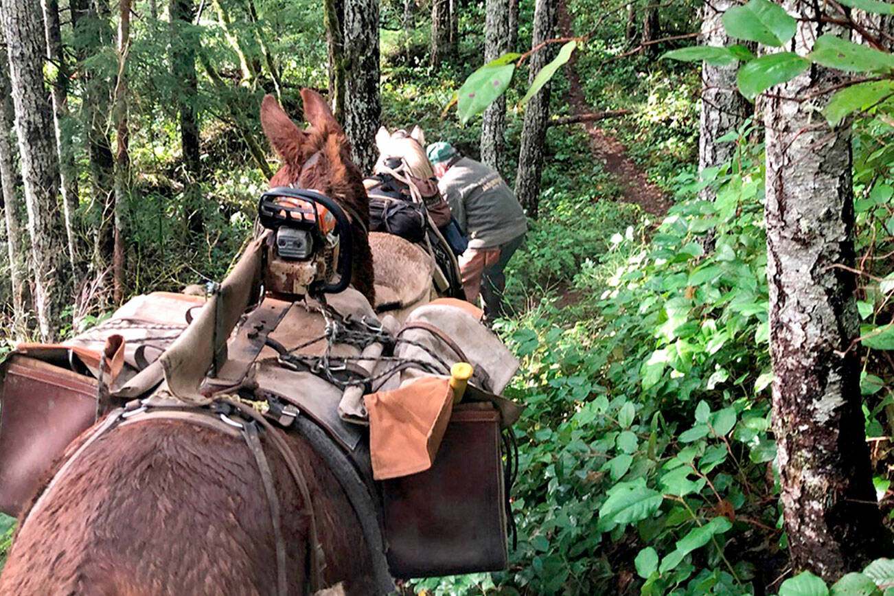 Photo by Sherry Baysinger

Cutline:  Larry Baysinger dismounts his horse Scout to clear fallen tree branches off a trail in Mt. Mueller. Davidson, his mules, is fitted with a pack saddle designed to carry his chainsaw on top, an axe (the yellow axe handle is seen sticking out of the pack box) and other tools, and even two small chairs he and his wife to sit on when taking a break.
