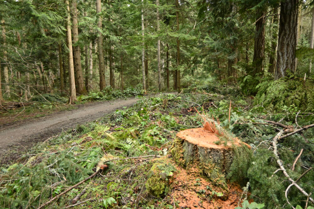 Michael Dashiell / Olympic Peninsula News Group

Robin Hill Farm County Park has been reopened after a three-month closure to clear trails of fallen tees and debris.