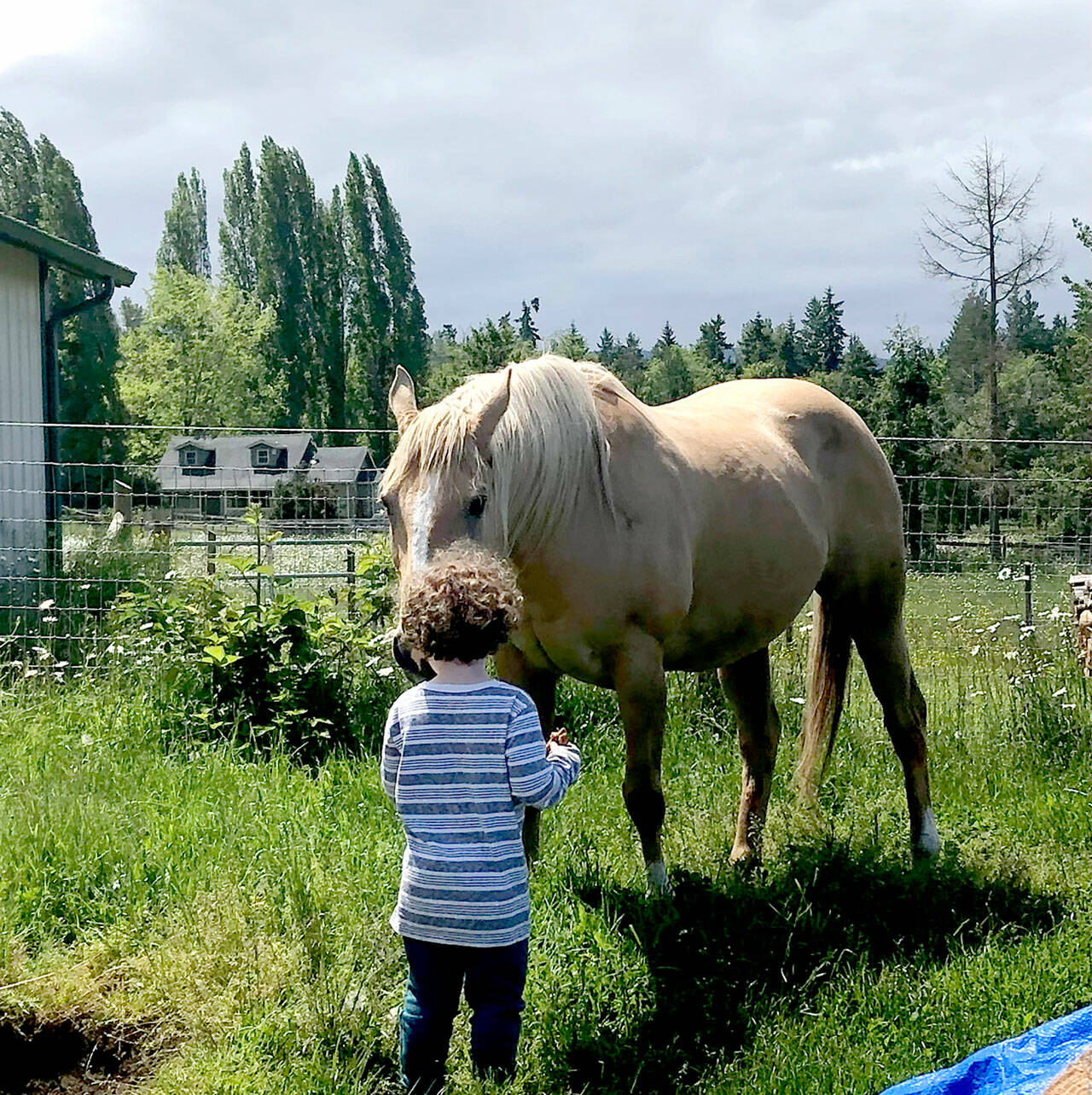 Griffiths’ horse Sunny was a beautiful and powerful barrel racer, plus all around good horse, who had a soft spot for her grand-nephew Rory Ceballos, then 5. Sadly, after a harsh winter filled with illness she was put down last week. (Karen Griffiths/for Peninsula Daily News)