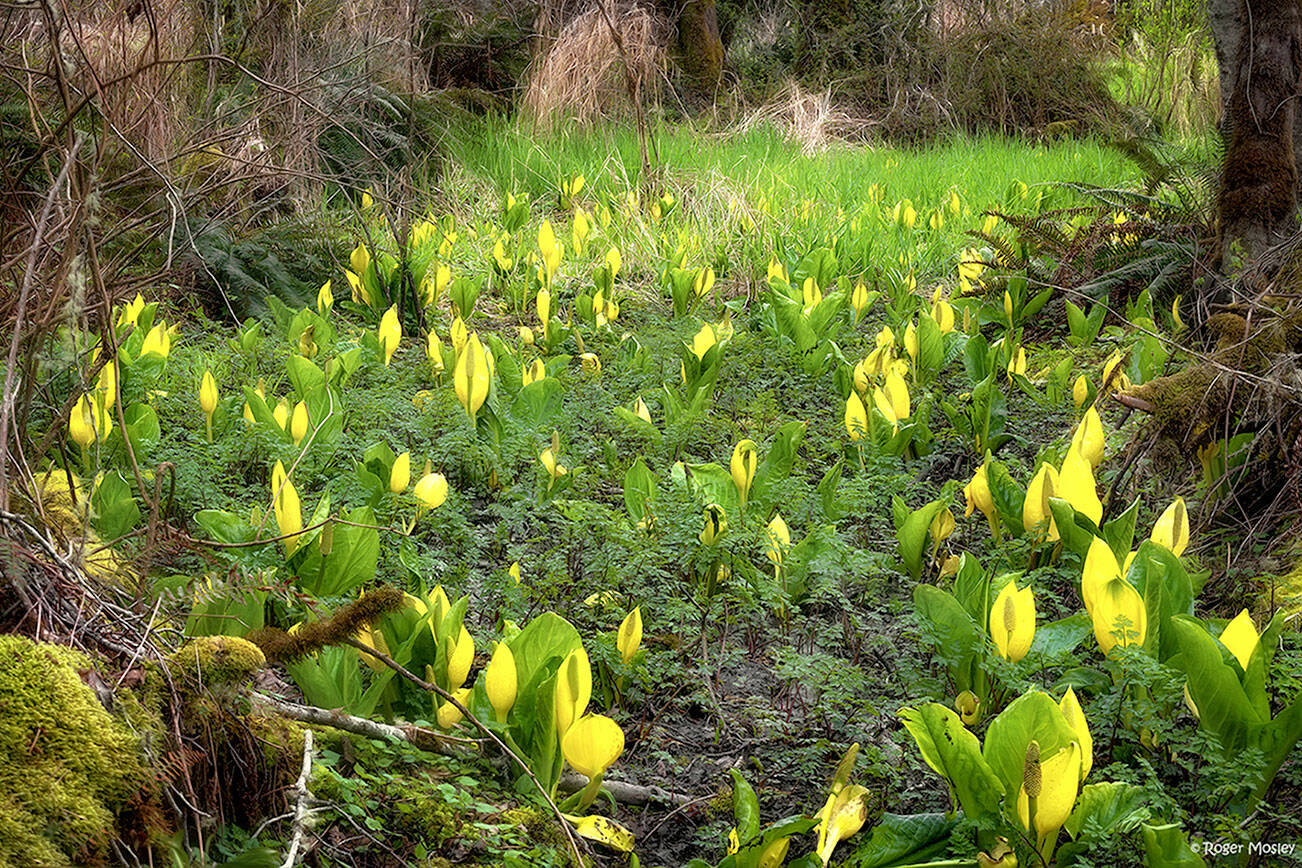 Skunk Cabbage
Roger Mosley