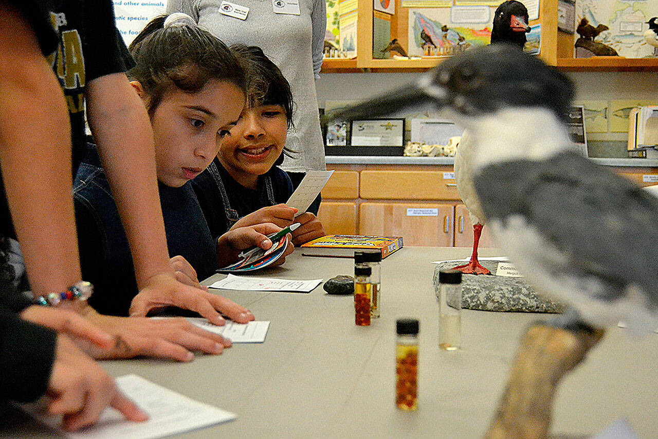Matthew Nash/ Olympic Peninsula News Group
Ellen Dryke and Kassie Montero examine salmon eggs while learning about the American Dipper at the 2019 Dungeness River Festival. After a hiatus, the festival returns Friday.