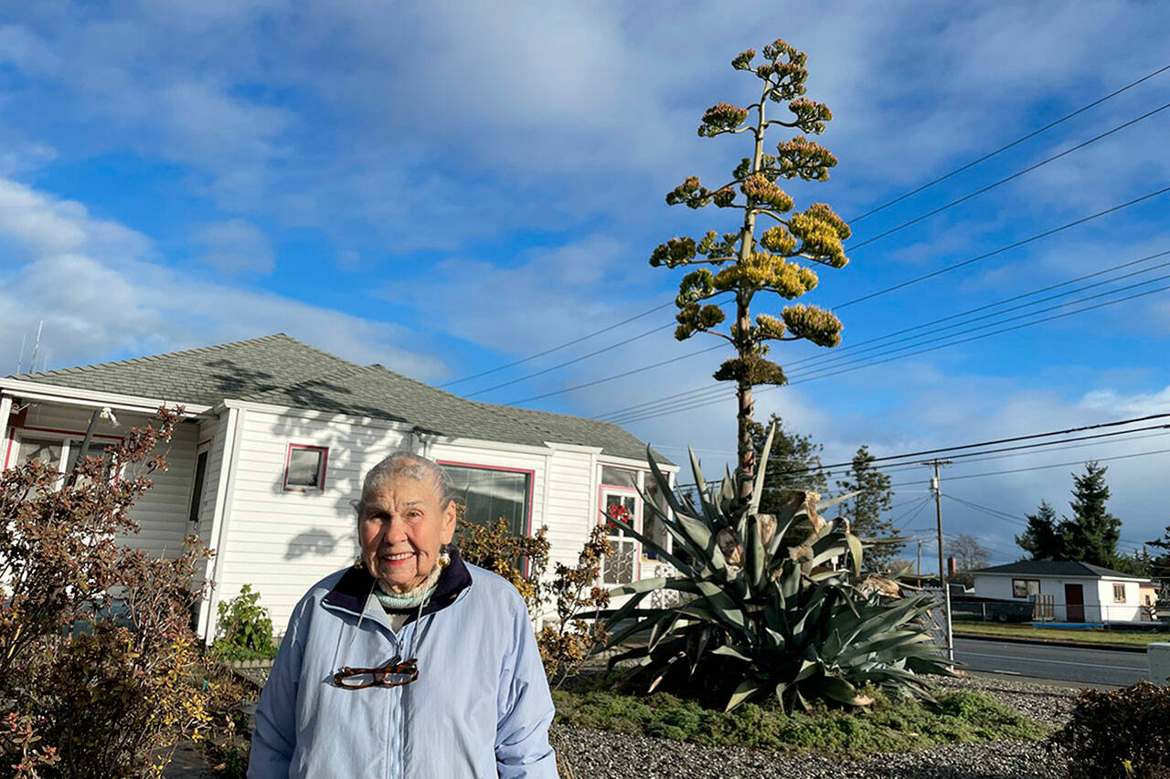 After 28 years, Isobel Johnston’s agave plant started to bloom this summer and rose to about 22 feet. “I never ever thought it’d get that tall,” she said. (Matthew Nash/Olympic Peninsula News Group)
