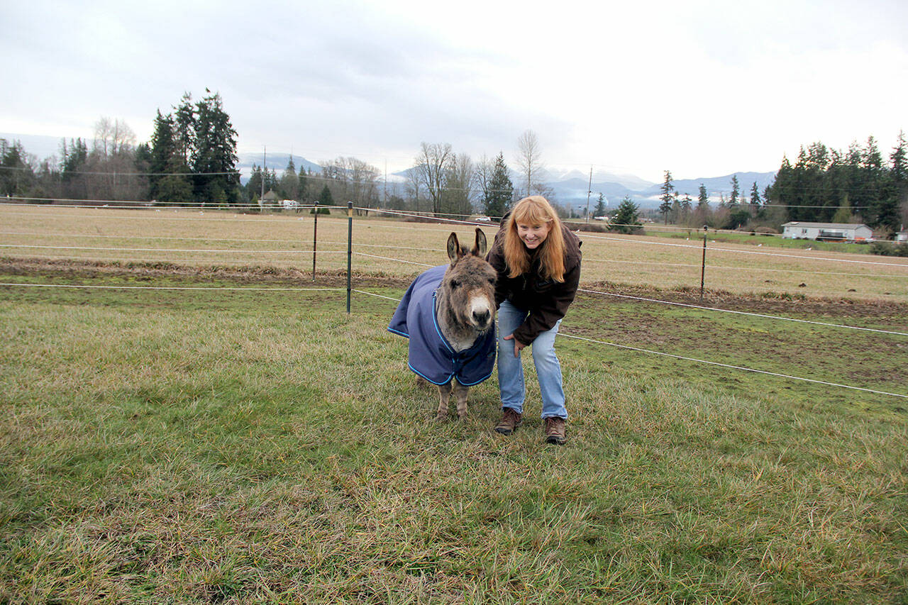 Melody Johnson with mini donkey Maximus. (KAREN GRIFFITHS/FOR PENINSULA DAILY NEWS)