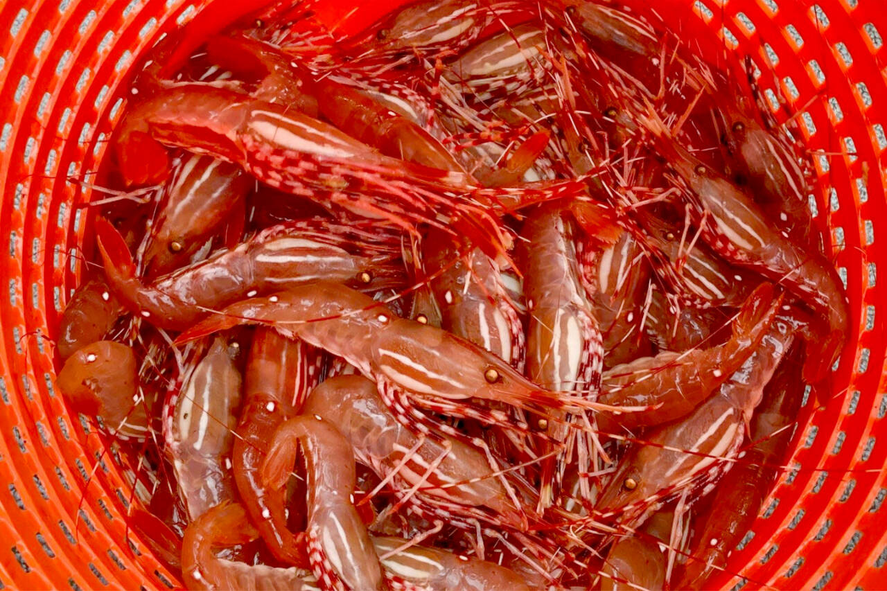 Spot shrimp season begins on May 16 and May 17 in the Strait of Juan de Fuca, Admiralty Inlet and Hood Canal, depending on the specific marine area. (Washington Department of Fish and Wildlife)