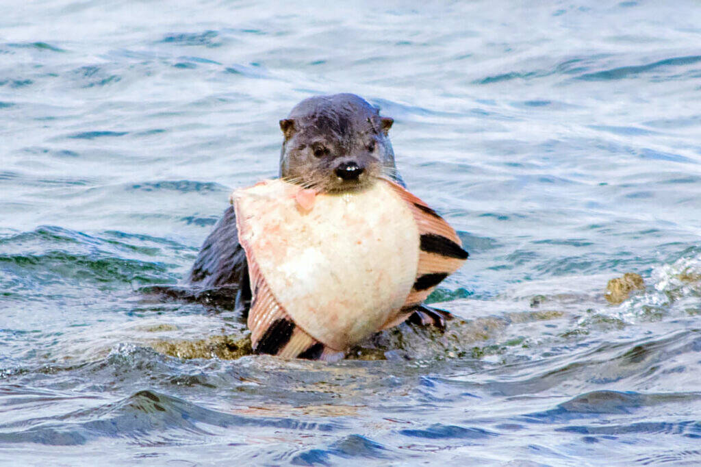 Emily Matthiesen
An otter shows off a starry flounder catch in Sequim Bay in April. The North Olympic Flounder Pounder derby in Port Angeles on June 8 will pay out the top five heaviest fish with a $3,000 first-place prize.
