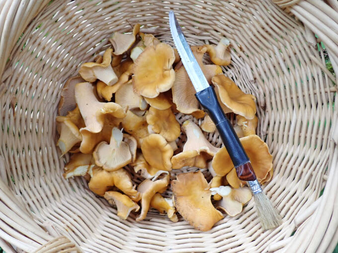 Pat Neal/For Peninsula Daily News