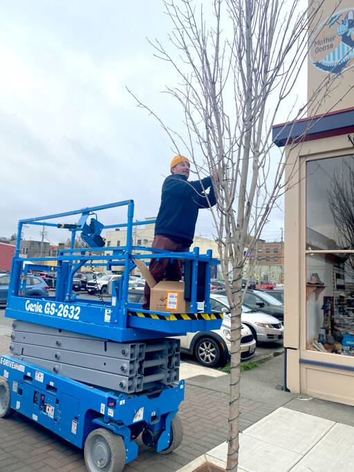 Sam Grello, the executive director of the Port Angeles Waterfront District, strings lights on a tree in downtown Port Angeles on Thursday. The district procured professional-grade lights to last several years and will work to brighten the downtown area for the holiday season. (Kelley Lane/Peninsula Daily News)