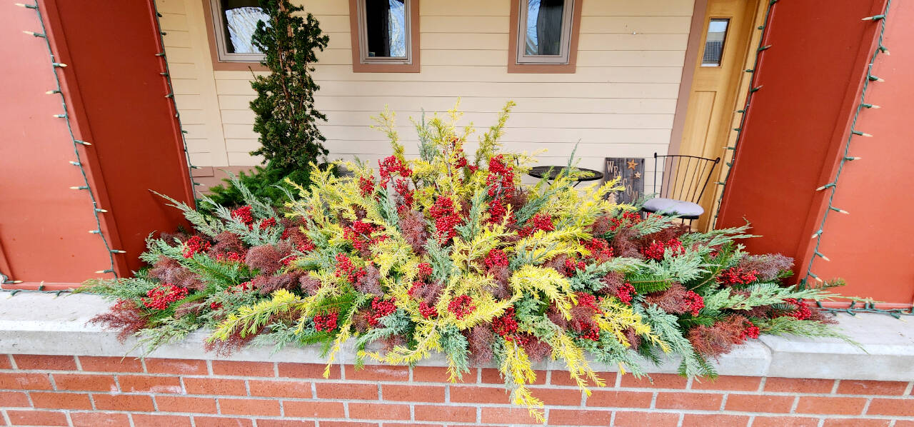 Pruning evergreens in December is not only ideal, but the trimmings can make gorgeous arrangements around your house that in our climate will naturally last until March. (Andrew May/For Peninsula Daily News)