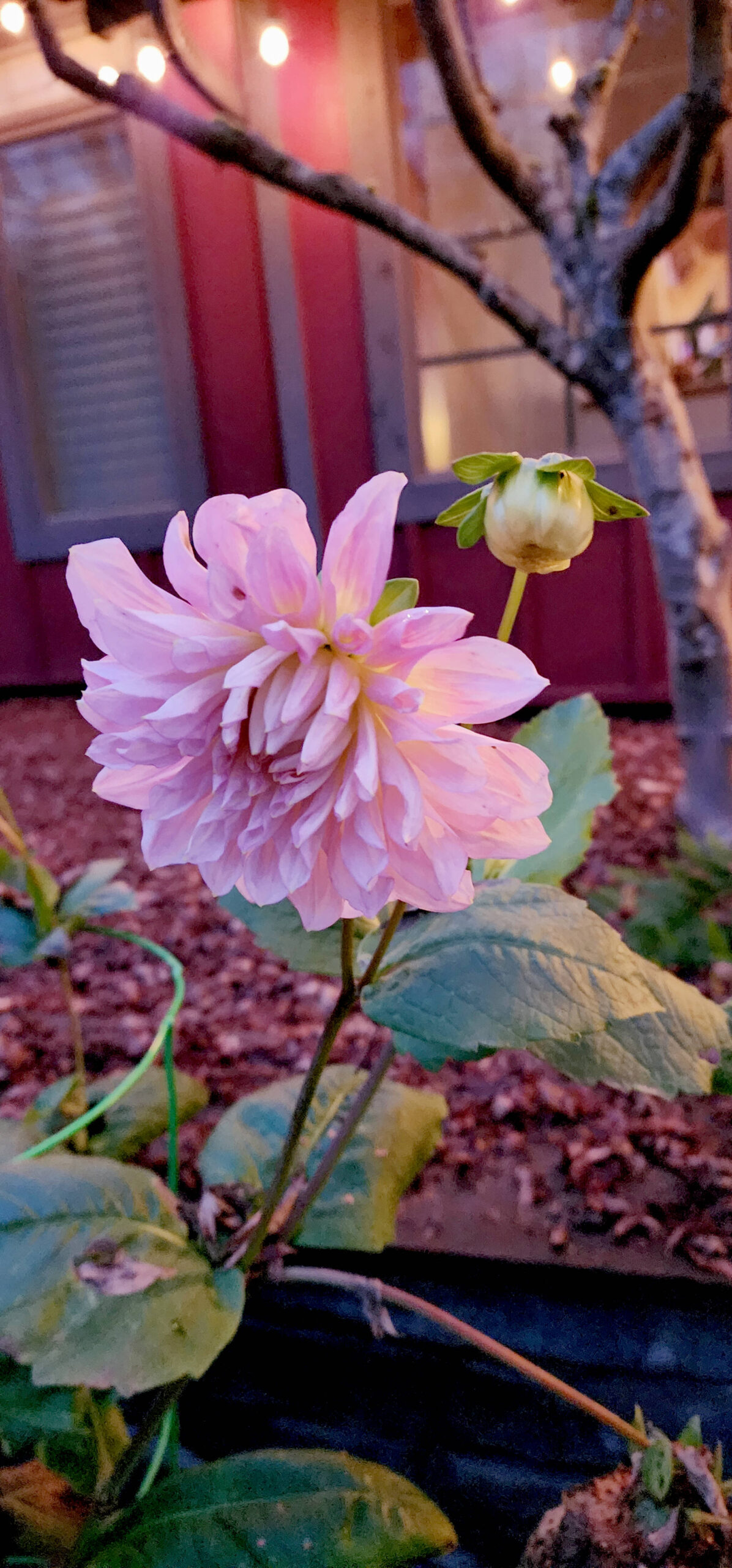 It is shocking to still have flowers blooming on dahlias Dec. 20 and perplexing for daylilies to be in flower at the end of the year. (Andrew May/For Peninsula Daily News)