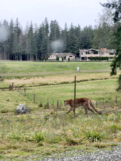 A now-deceased male cougar was confirmed by Panthera and Washington Department of Fish and Wildlife staff to have been infected with Avian influenza on the Olympic Peninsula. (Powell Jones/Panthera)