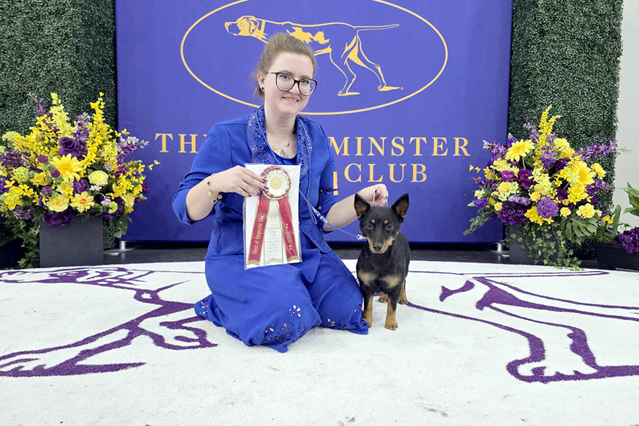 Port Angeles-owned Lancashire Heeler “Ki” poses with handler and co-owner Chelsy Pendleton of Utah with their ribbon. Ki placed as Best of Opposite Sex at the 149th annual Westminster Kennel Club Dog Show.
