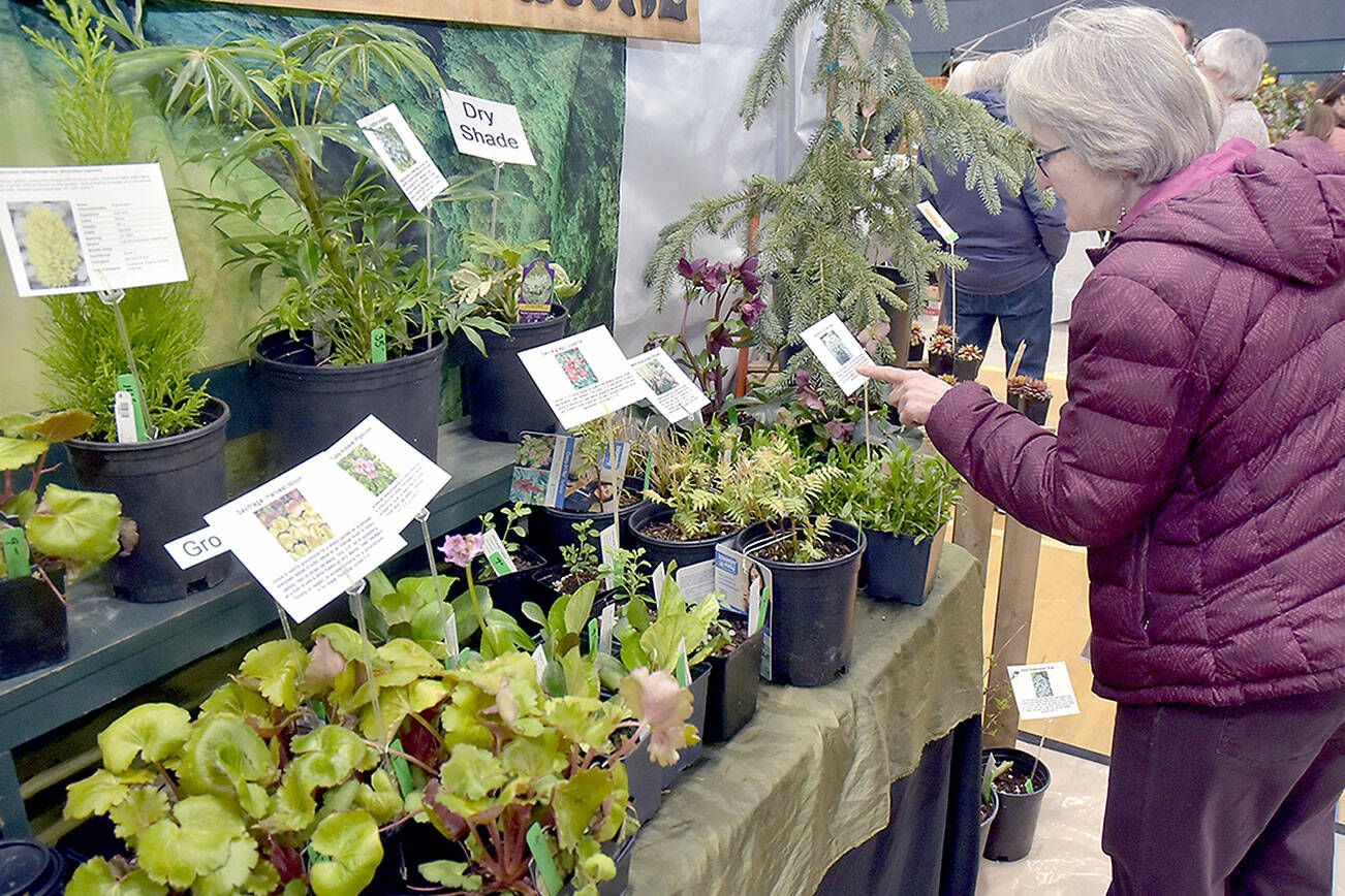 Mary Ann Dangman of Sequim reads a plant description at a vendor booth for One Earth Botanical of Camas at the 26th annual Soroptimist Gala Garden Show at the Sequim Boys & Girls Club. The event on Saturday featured numerous display and vendor booths devoted to plants, gardening and outdoor activities, as well as a slate of guest speakers and workshops. (Keith Thorpe/Peninsula Daily News)