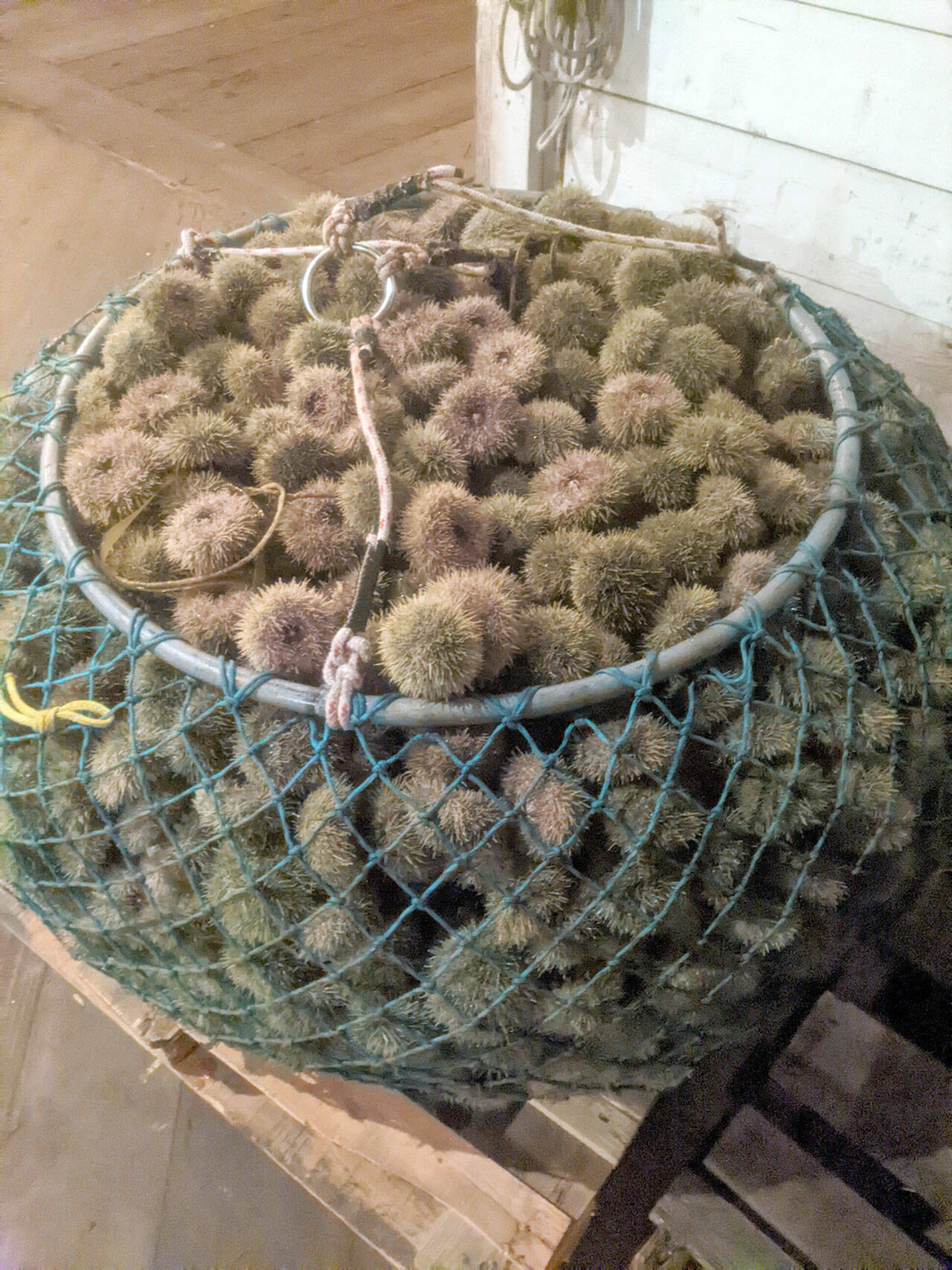 The state Department of Fish and Wildlife seized 1,400 pounds of green sea urchins like these in January that were illegally harvested and offloaded in Port Angeles. A wholesale shellfish company located in the Interstate 5 corridor and the harvester are likely facing fines for a number of infractions, including failing to report the catch. (Washington Department of Fish and Wildlife)