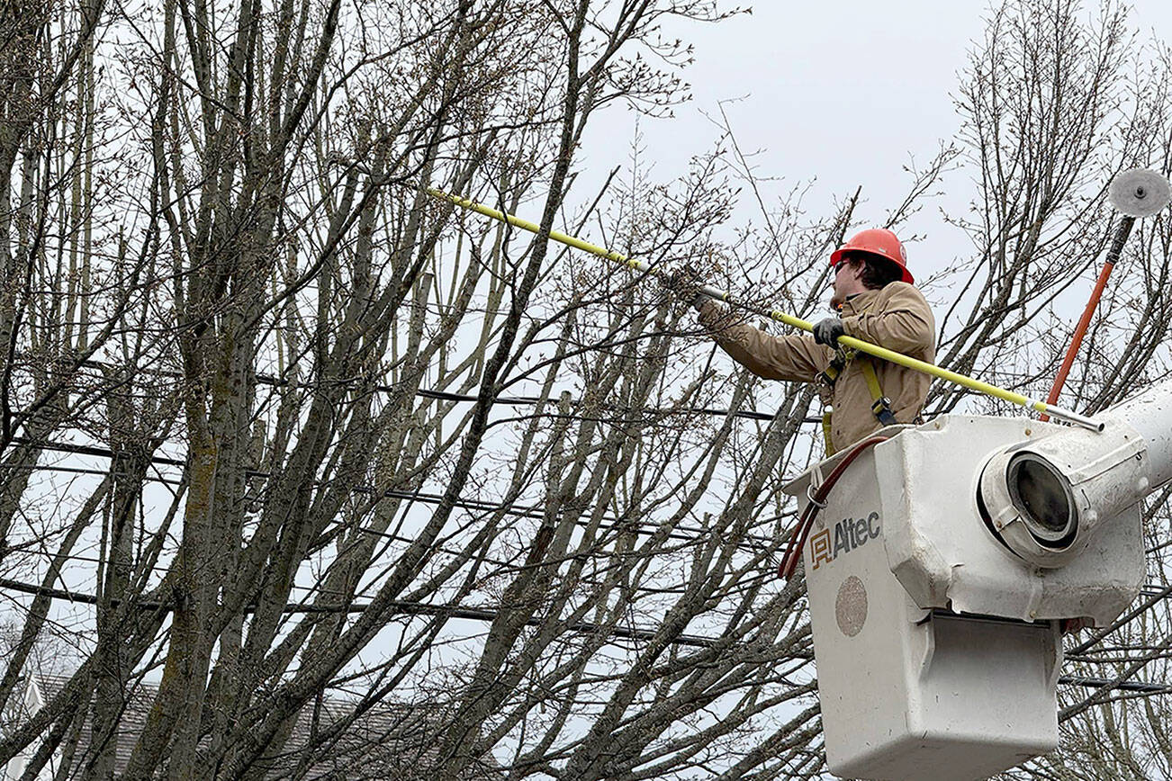 Duke Sawtel of Olympia trims tree branches that interfere with power lines along Washington Street in Port Townsend. The Asplundh Tree Trimming company was hired by the Jefferson County PUD for the job. (Steve Mullensky/for Peninsula Daily News)