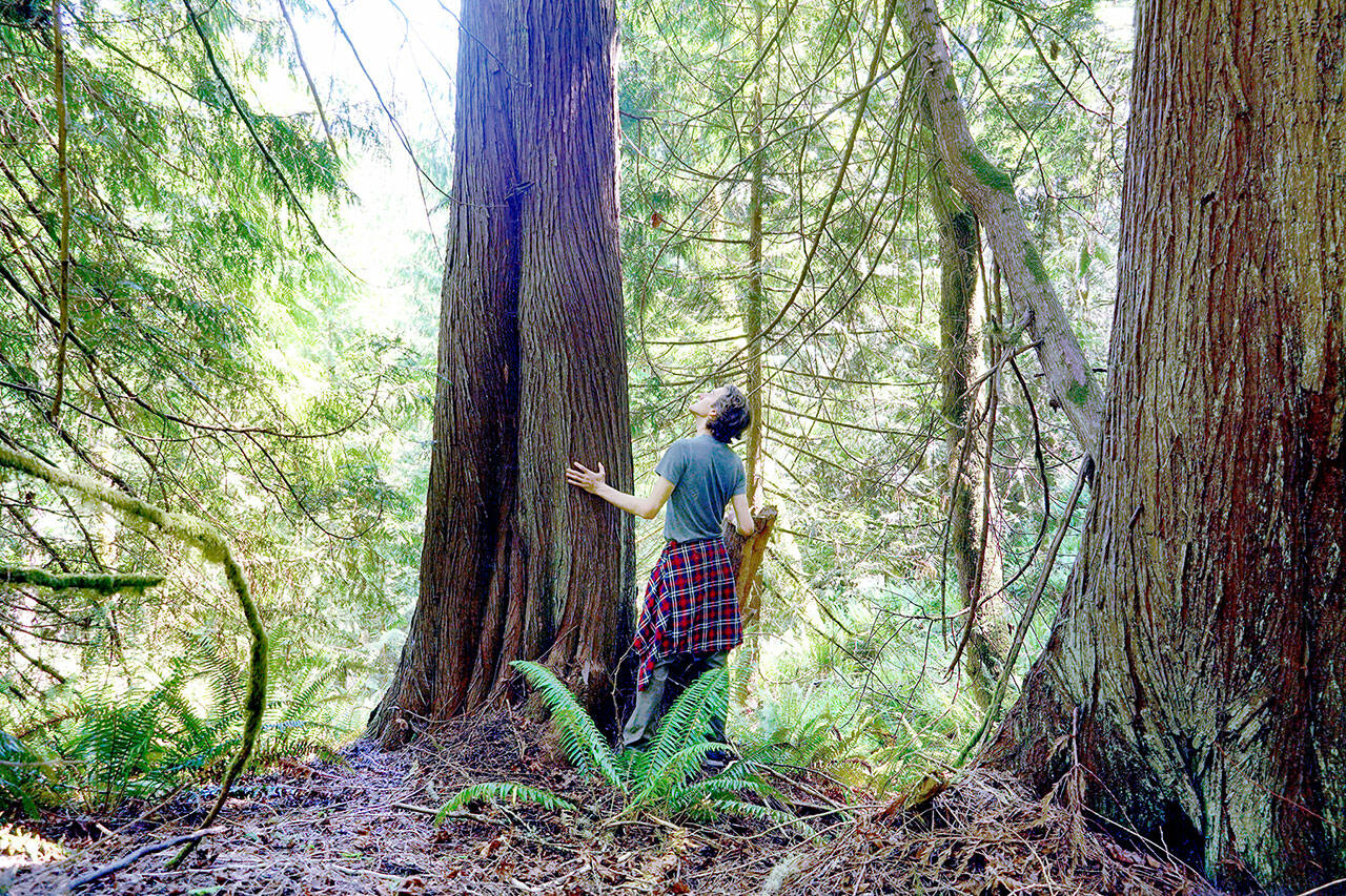 Joshua Wright, program director for the Legacy Forest Defense Coalition, stands in a forest plot named “Dungeness and Dragons,” which is managed by the Department of Natural Resources (DNR). Currently, the DNR is evaluating Wright’s claim that there is a rare plant community in one of the units, which would qualify the parcel for automatic protection from logging. Locating rare plant communities is just one of the methods environmental activists use to protect what they call “legacy forests.” (Joshua Wright)