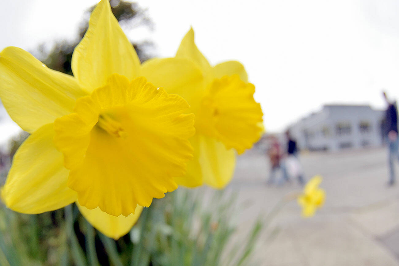 KEITH THORPE/PENINSULA DAILY NEWS
A pair of daffodil blooms poke up from a planter at Lincoln Street and Railroad Avenue on Thursday in Port Angeles. With the coming of spring, flowers are beginning to blossom and trees are taking on their familiar green of the warmer months.