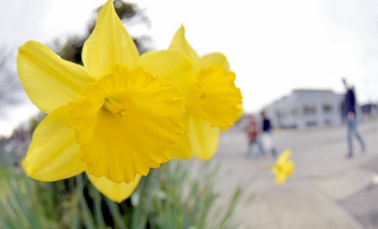 A pair of daffodil blooms poke up from a planter at Lincoln Street and Railroad Avenue on Thursday in Port Angeles. With the coming of spring, flowers are beginning to blossom and trees are taking on their familiar green of the warmer months. (KEITH THORPE/PENINSULA DAILY NEWS)