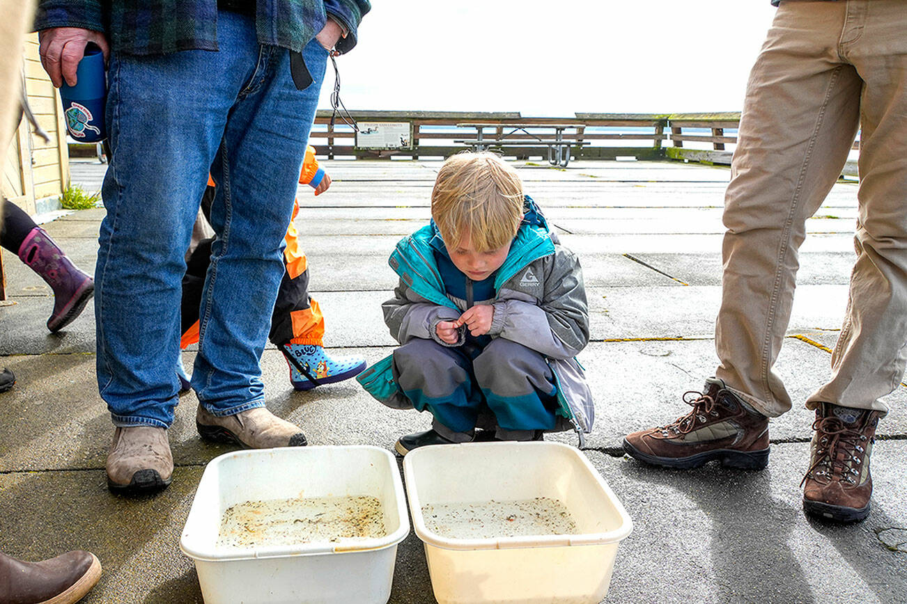Parker Brocious, 6, from Cedar Hills, Utah, studies tubs containing plankton, krill and other small ocean creatures used by the Port Townsend Marine Science Center for education purposes while on a road trip with his family on Tuesday at Fort Worden State Park. Parker’s father Tyler is at left. (Steve Mullensky/for Peninsula Daily News)