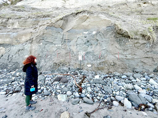 Margo Karler of Port Townsend looks up at the plaster covers protecting a tusk that was found by hikers on the beach near the Point Wilson lighthouse in March. (Steve Mullensky/for Peninsula Daily News)