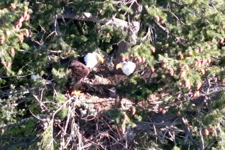 A family of eagles sits in a tree just north of Carrie Blake Community Park. Following concerns over impacts to the eagles and nearby Garry oak trees, city staff will move Sequim’s Fourth of July fireworks display to the other side of Carrie Blake Community Park. Staff said the show will be discharged more than half a mile away. (City of Sequim)