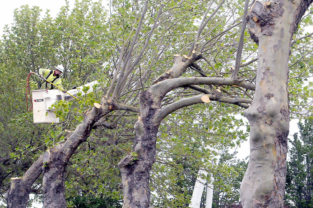 A Clallam County Public Utilities District worker trims sycamore trees on East Washington Street near the Bell Creek Plaza shopping complex in Sequim on Wednesday as part of an effort to clear branches that may interfere with nearby power lines. The clearing helps pave the way for eventual maintenance on the PUD lines. (Keith Thorpe/Peninsula Daily News)