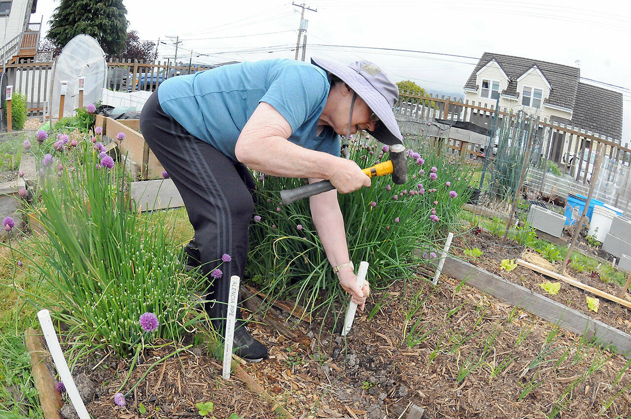 Kathy Moses of Port Angeles hammers in stakes that will be used to support a cover for strawberry starts and other plants in her plot in the Fifth Street Community Garden in Port Angeles. Moses was working in a light rain during Thursday’s gardening endeavor. (Keith Thorpe/Peninsula Daily News)