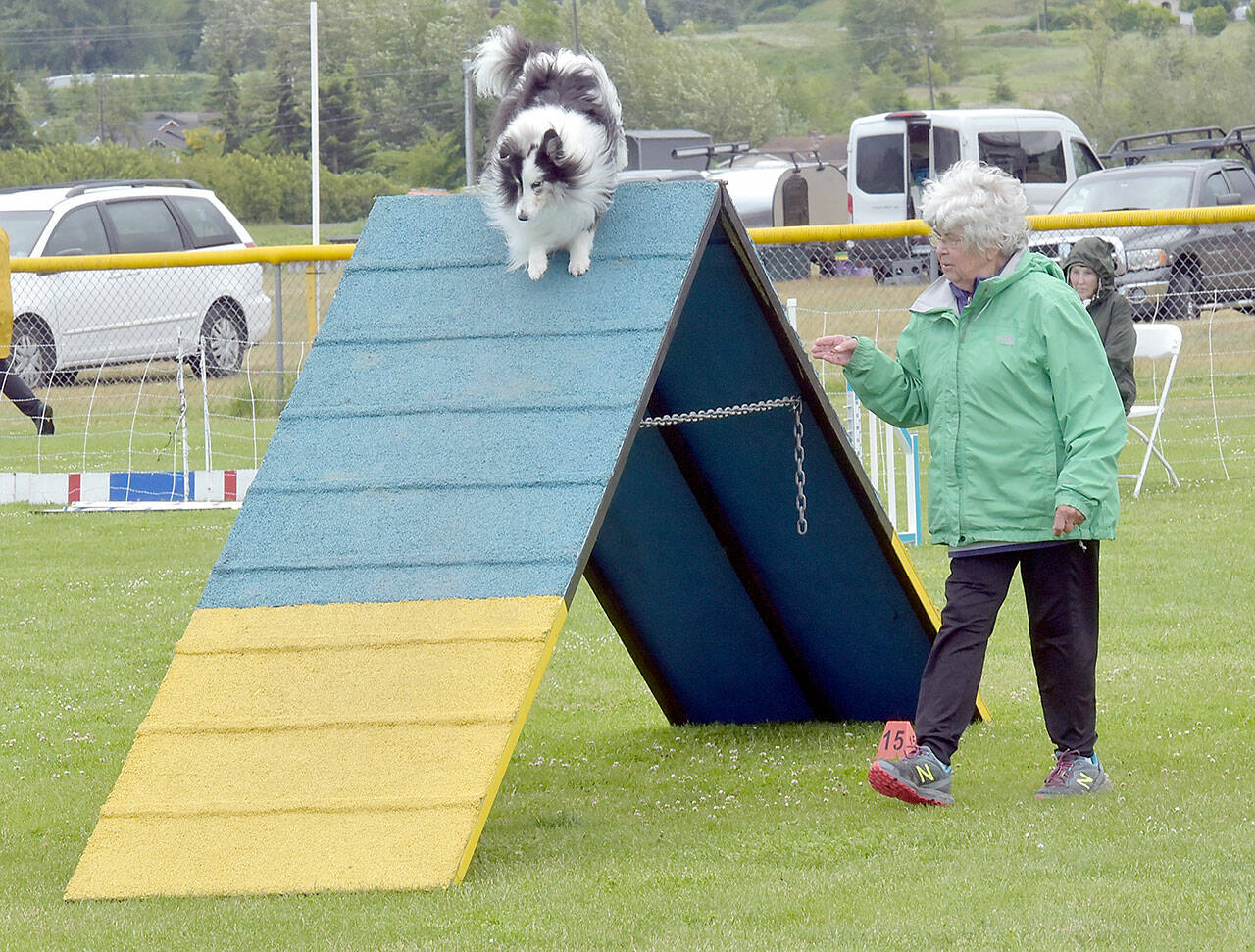 Lynette Hostetler of Port Angeles instructs Ian, her shetland sheepdog, over an inclined obstacle during Saturday’s AKC Agility Rally and Obedience Trials at Carrie Blake Park in Sequim. The event, hosted by the Hurricane Ridge Kennel Club, featured a variety of obstacle courses with dogs searching for the fastest time in the ring. (Keith Thorpe/Peninsula Daily News)