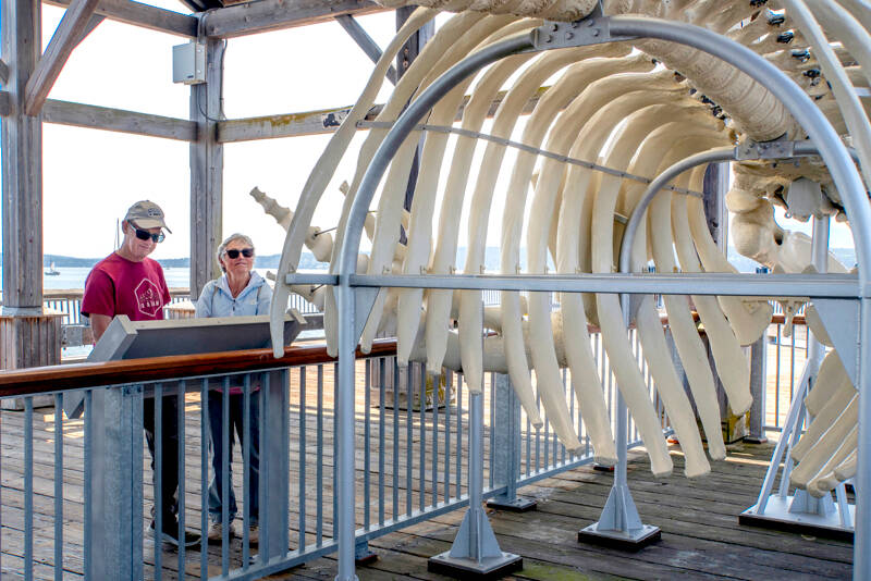 Stephen and Christine Humphries of Nottingham, United Kingdom, spend part of Monday looking over the skeleton of Gunther, the 4-year-old Pacific gray whale that washed ashore and died on a beach in Port Ludlow in 2019 and is now an educational exhibit for the Port Townsend Marine Science Center located on the Union Wharf in downtown Port Townsend. (Steve Mullensky/for Peninsula Daily News)