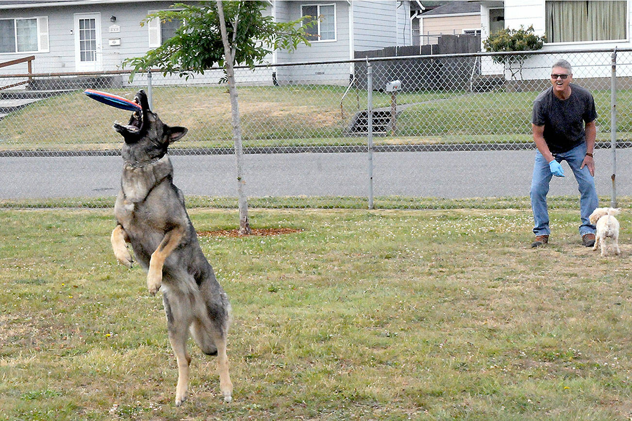 Mike O’Brien of Port Angeles watches as his dog, Nara, left, catches a flying disc and his other dog, Copper, waits for his turn to fetch a ball on Thursday at Erickson Playfield in Port Angeles. O’Brien said catch and fetch are favorite activities for his canine companions. (Keith Thorpe/Peninsula Daily News)