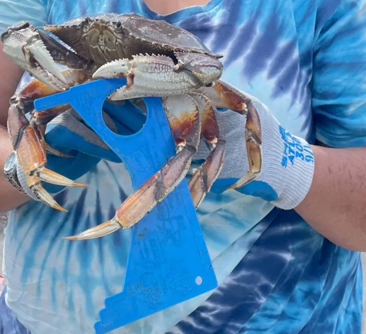 Crab season begins in marine areas surrounding the North Olympic Peninsula on July 3. (Annie Johnson/WDFW)