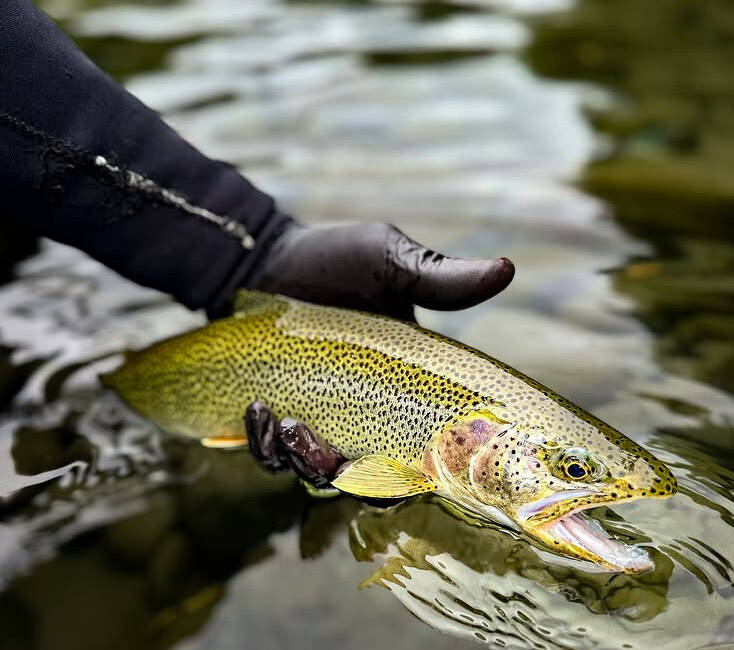 Caylen Phegley of Send It Bend It Outfitters recently caught this sea-run cutthroat trout while river fishing for spring chinook on the West End. Phegley said the fish’s behavior reminded him of the freshwater version of a lingcod.