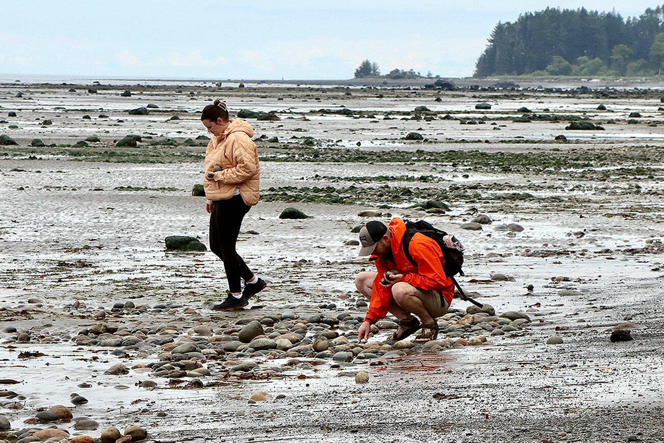 Chris and Linzi Yarwood of Buckley search the low tides over the weekend at Murdock Beach, about five miles west of Joyce off state Highway 112. (Dave Logan/for Peninsula Daily News)