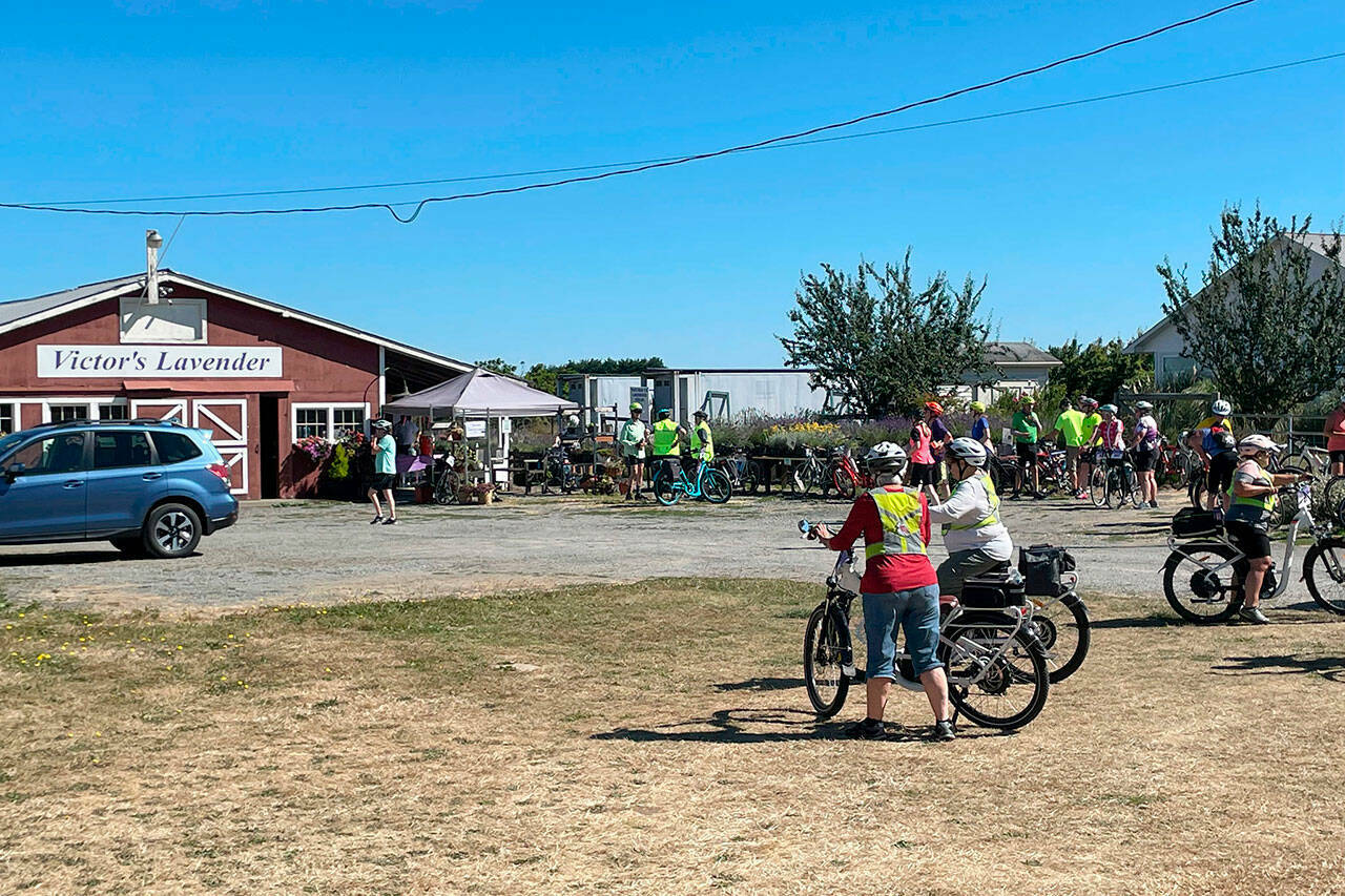 Matthew Nash/
Olympic Peninsula News Group
Riders with the Tour de Lavender will travel to eight lavender farms, including Victor’s Lavender Farm along Old Olympic Highway. The 2025 edition is set for Aug. 2.