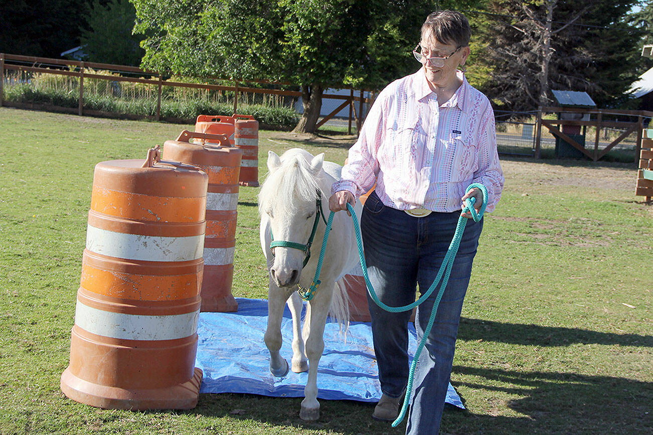Karen Griffiths
Rainshadow Equine Sanctuary Team’s Debi Pavlich-Boaz leads Paliday calmly over a blue tarp as part of his daily training routine. She worked with the Yakima Sheriff’s Department to capture the mini stallion when he was running alongside a freeway, deftly evading capture. Without her help, and an offer to take him home, the sheriff’s department planned on taking the then-untrained pony to a local holding pen to await transport to a slaughter house in Canada. Instead, Paliday is now happily living the rest of days out as a gelding at the sanctuary.
