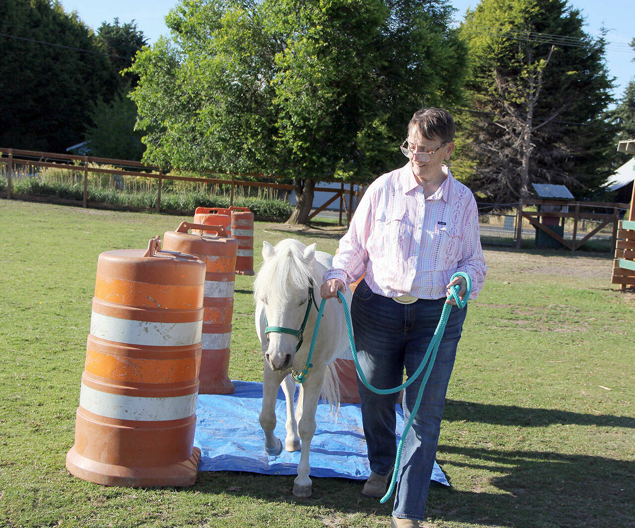 Karen Griffiths
Rainshadow Equine Sanctuary Team’s Debi Pavlich-Boaz leads Paliday calmly over a blue tarp as part of his daily training routine. She worked with the Yakima Sheriff’s Department to capture the mini stallion when he was running alongside a freeway, deftly evading capture. Without her help, and an offer to take him home, the sheriff’s department planned on taking the then-untrained pony to a local holding pen to await transport to a slaughter house in Canada. Instead, Paliday is now happily living the rest of days out as a gelding at the sanctuary.