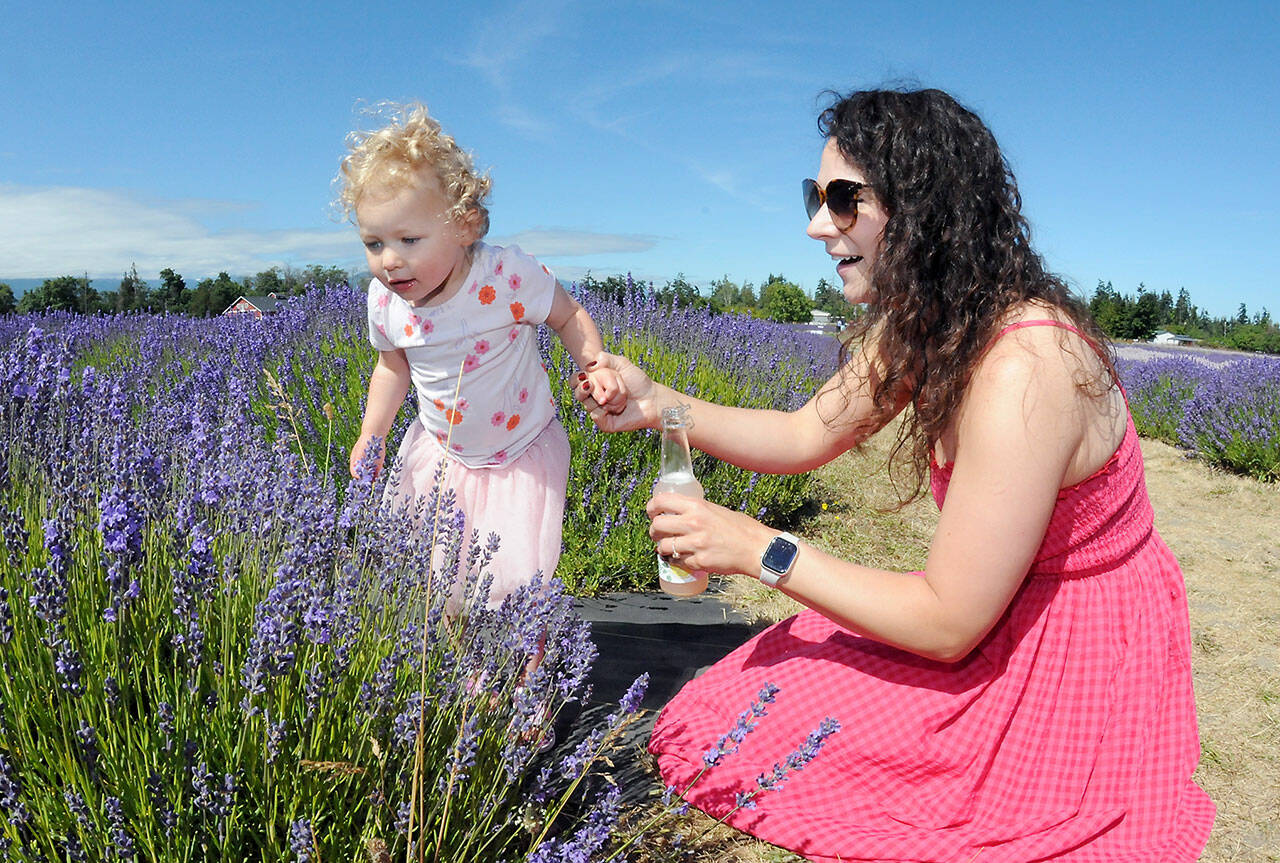 Kennedy Reynolds, 2, takes a look at a row of lavender plants with her mother, Chelsea Reynolds of Port Angeles, during a Saturday outing to B & B Family Lavender Farm west of Sequim. The farm will be a participant in this weekend’s Lavender Weekend, a celebration of all things lavender in Sequim and across the Dungeness Valley. (Keith Thorpe/Peninsula Daily News)