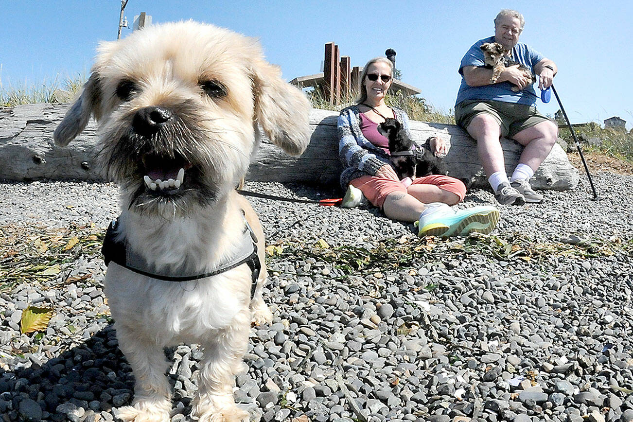 Cheryl and John Francis of Sequim, along with their dogs, from left, Bella, Molly and Yogi, enjoy a day in the sun at Cline Spit County Park north of Sequim on Tuesday. The couple and their pets, who recently moved from California, took advantage of the area’s recreational opportunities. (Keith Thorpe/Peninsula Daily News)