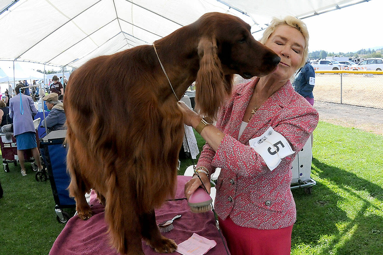 Anita Gage of Fortuna, Calif., gets a kiss from GHC Bronze Firle Oak Sadlers Wells “Sadler” in preparation for showing before the judges during the 2025 AKC All-Breed Conformation Show and Obedience and Rally Trials on Sunday at Carrie Blake Park in Sequim. The three-day show, hosted by the Hurricane Ridge Kennel Club, featured hundreds of dogs from across the region in multiple rings and obedience displays. (Keith Thorpe/Peninsula Daily News)