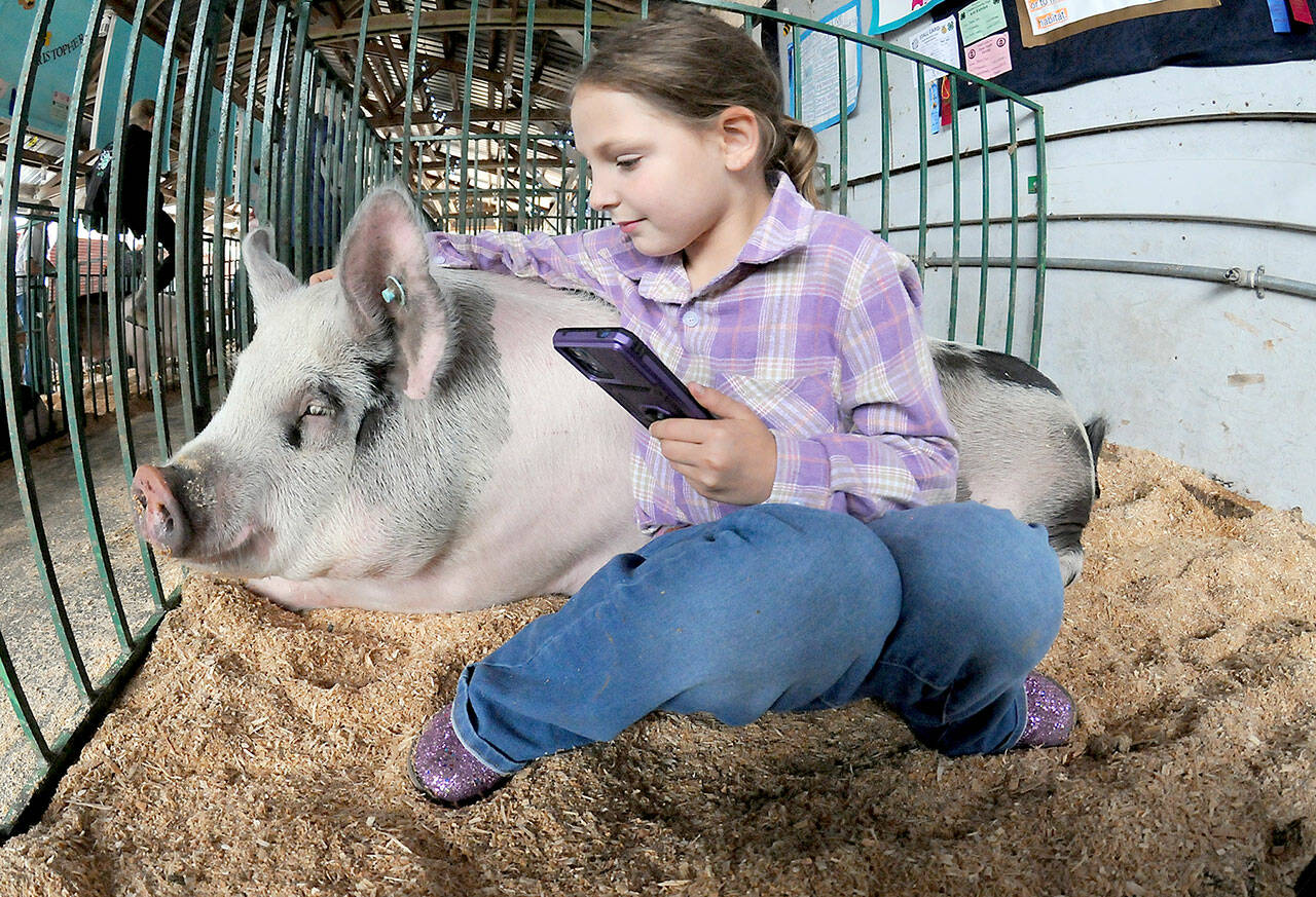 Anna-Marie Tax, 9, of Port Angeles, a member of the Rascals 4H Club, sits in a pen with Fiona, a Berkshire/Hampshire cross breed, on Thursday in the swine barn at the Clallam County Fair. (Keith Thorpe/Peninsula Daily News)